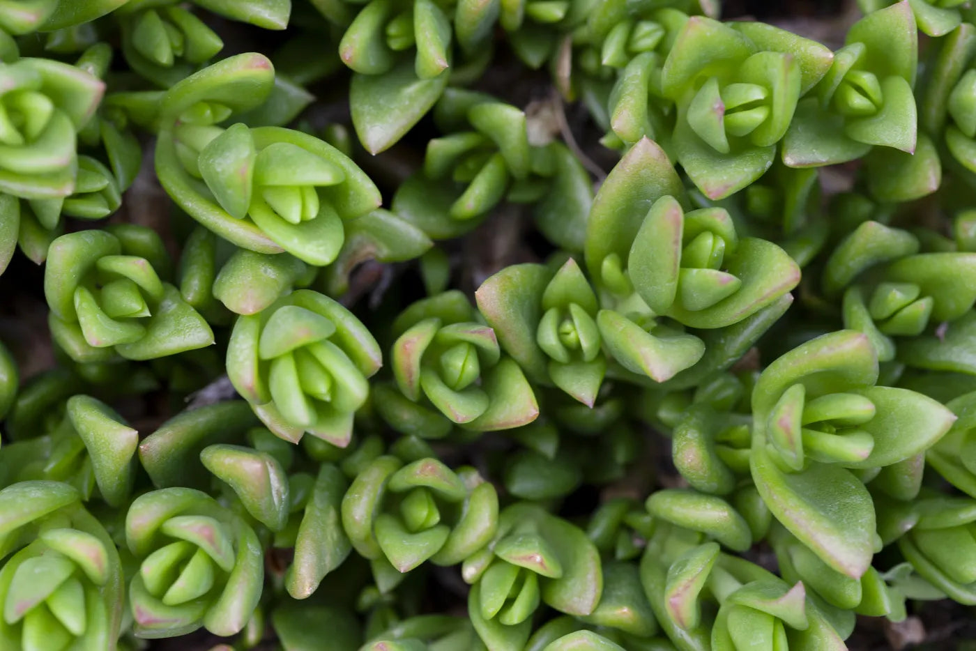 A close view of Kanna’s fleshy green leaves