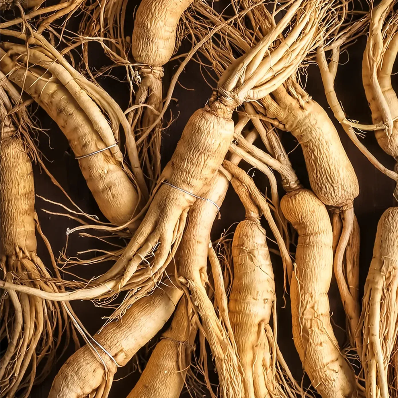Ginseng roots