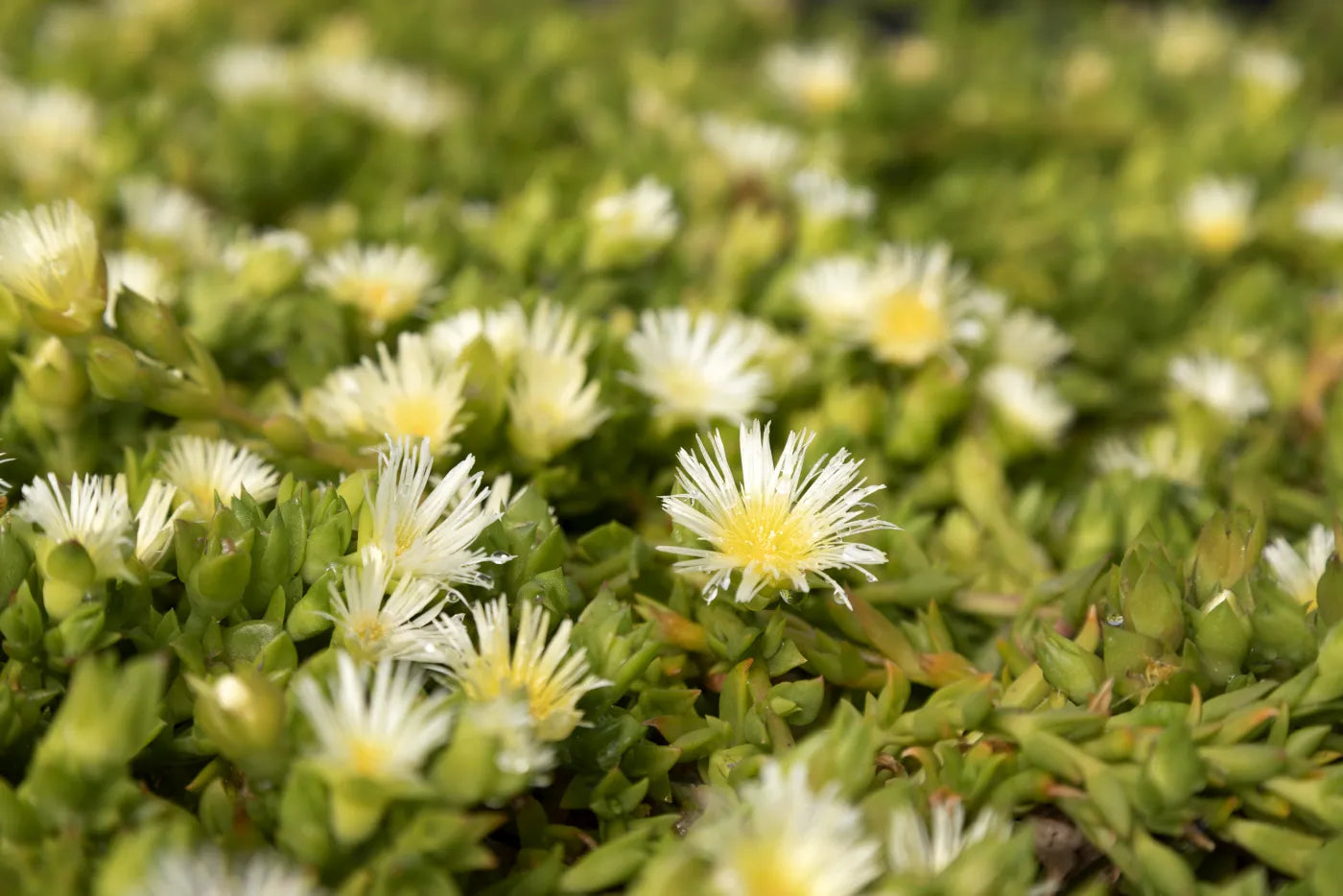 Kanna flowers growing among fleshy green leaves in natural light