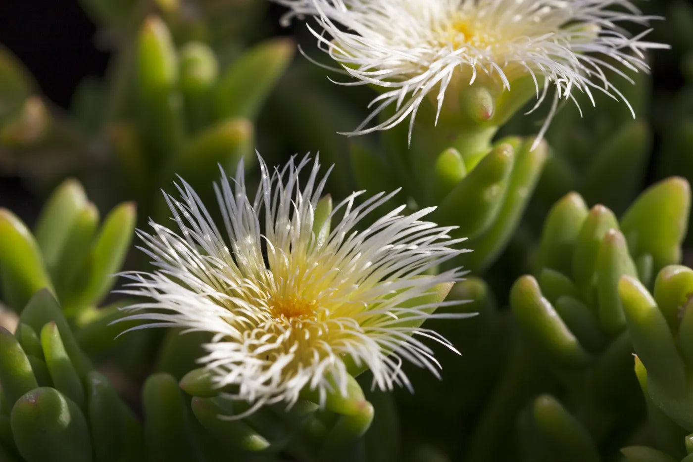 The Kanna flower — Sceletium tortuosum in bloom