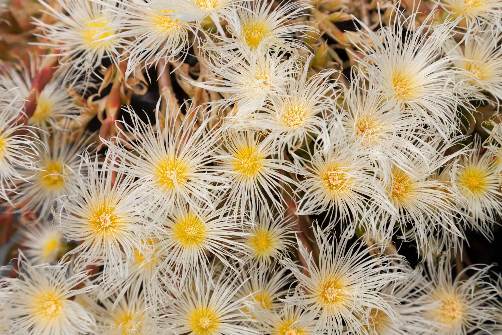 Kanna — Sceletium tortuosum in flower